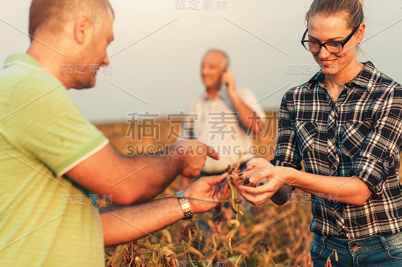 一群农民在收获前站在地里检查大豆作物。