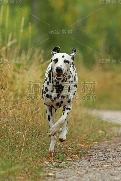 斑点狗在草地上奔跑