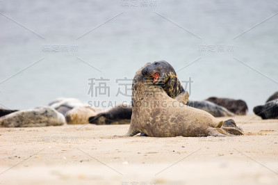 海豹在战斗
