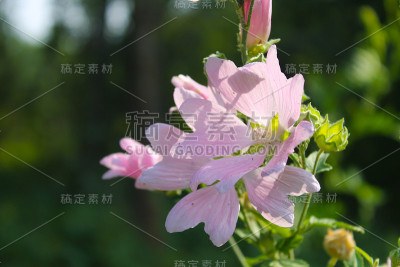野生粉红锦葵