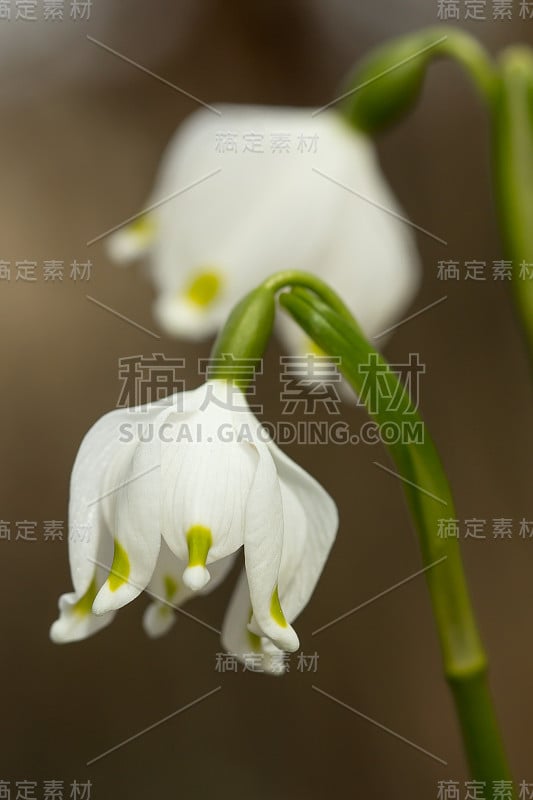 春季雪花，石蒜科多年生球茎开花植物，单朵白色花，花被片顶端有黄色或绿色标记。天门冬、石蒜科、石蒜科