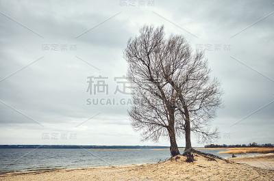 海滩上的双生树，调色。