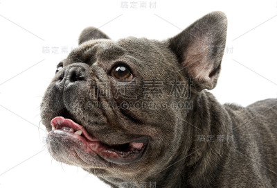 一只可爱的法国斗牛犬的肖像