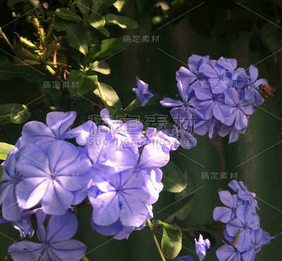 蜜蜂