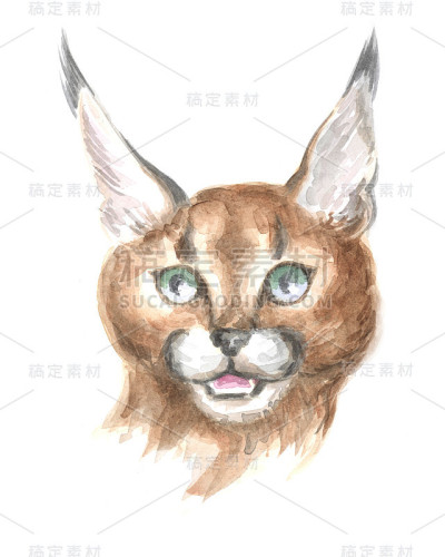 野猫的头
