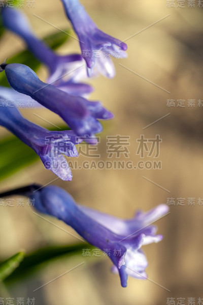 近距离拍摄的风信子花