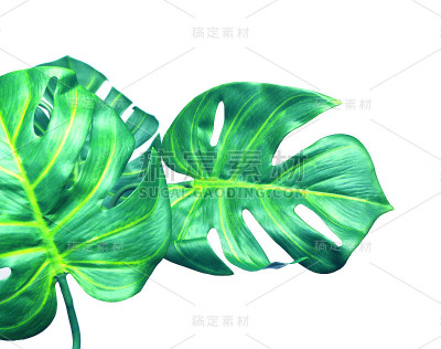 热带怪兽棕榈叶树的背景