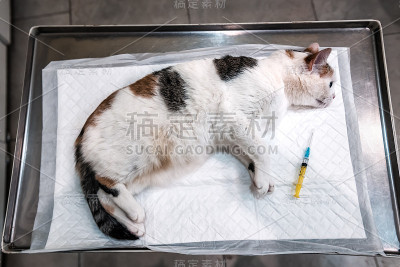 猫咪在麻醉下