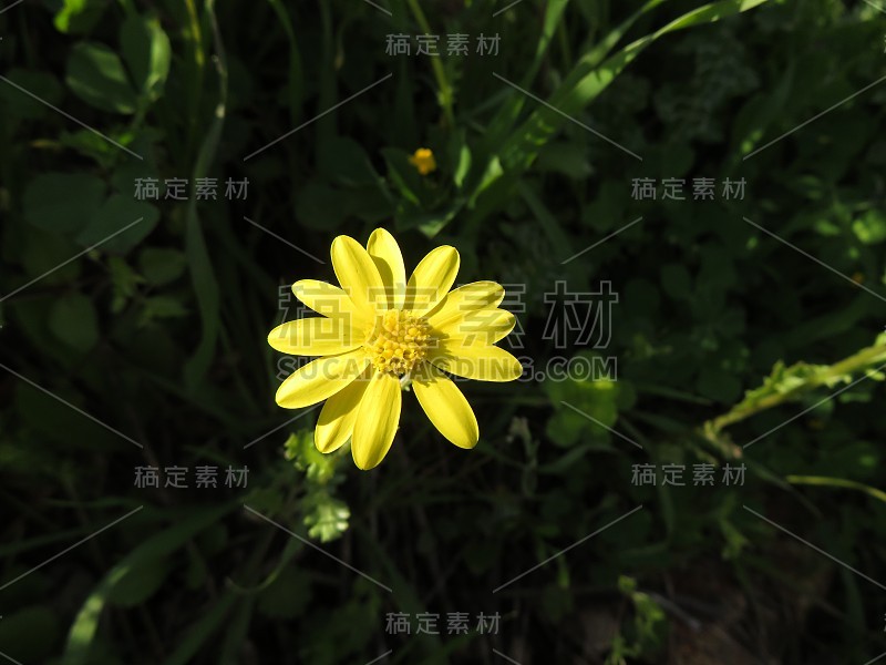 近距离的野生黄色雏菊花在田间