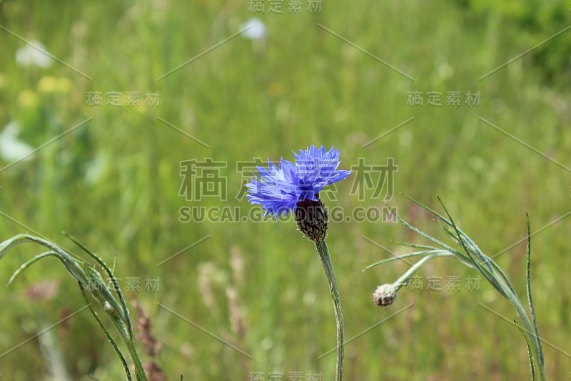 美丽的野花盛开在春天在罗威娜Crest俄勒冈州