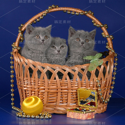 篮子里的苏格兰小猫