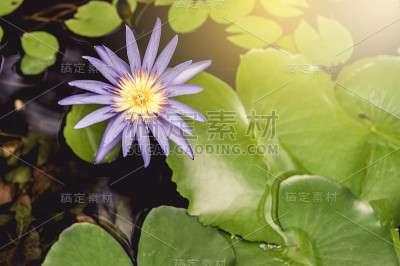紫色的莲花