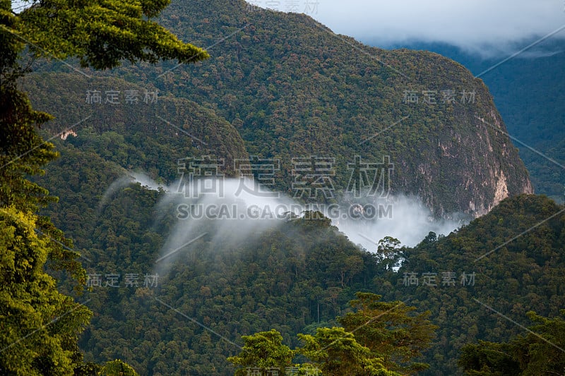 奇异的热带雨林景观