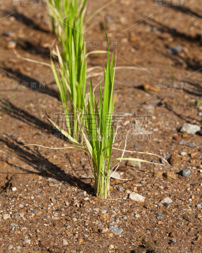 年轻的绿色水稻种植在稻田上