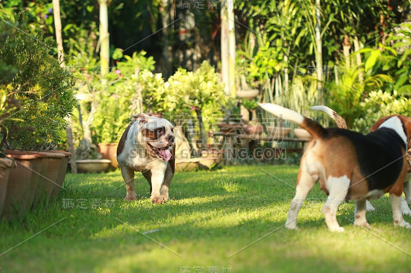 纯种英国斗牛犬享受生活