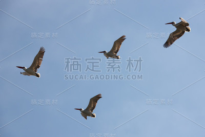 蒙古。四只飞翔的鹈鹕在蓝天中