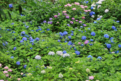 日本的绣球花