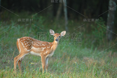 小鹿