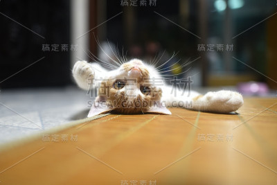 宠物猫
