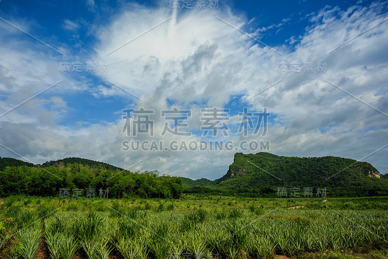 菠萝农场