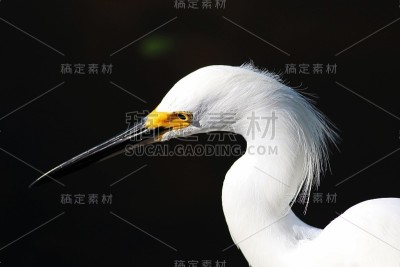白雪皑皑的肖像