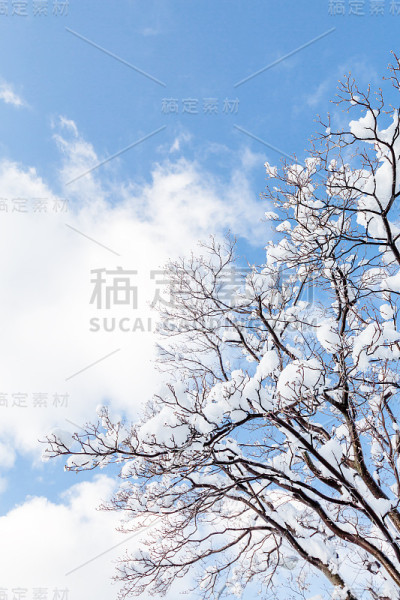 雪妆树