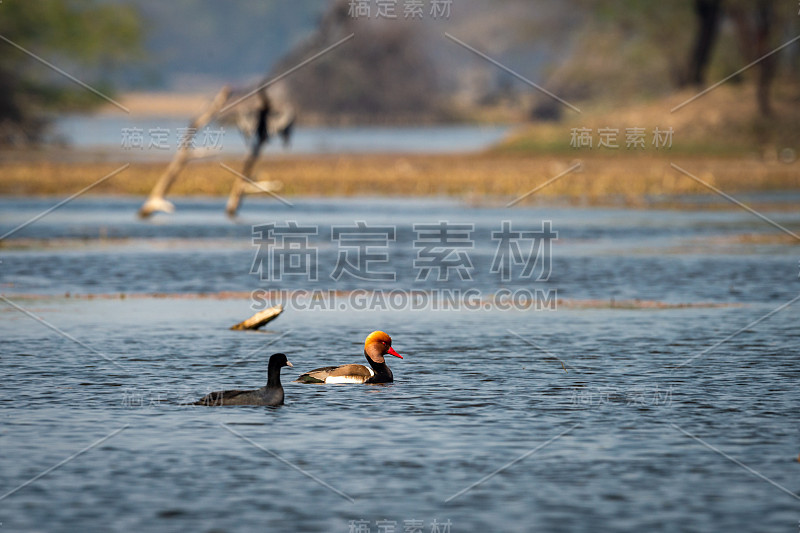 红冠潜鸭在蓝色的水和丰富多彩的风景背景keoladeo景观。野生动物风景框架在keoladeo国家公