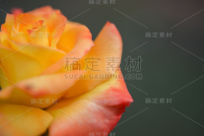 橙玫瑰