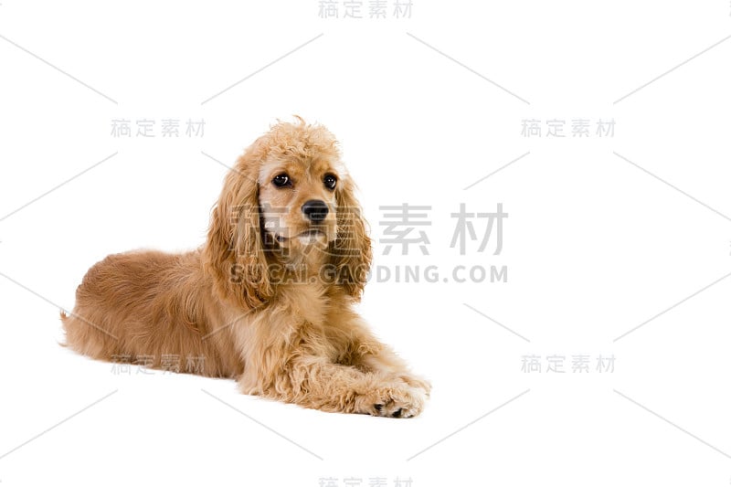 可爱的金色小可卡犬