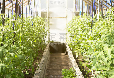 温室里的番茄幼苗。
