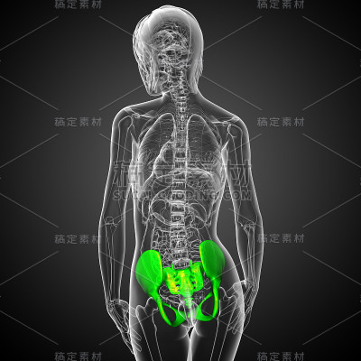 骨盆骨的3D医学插图
