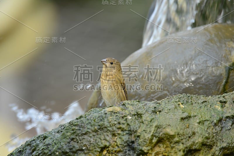 户外的流苏科鸟类在公园里