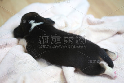 纯种的小猎犬正在睡觉和张望