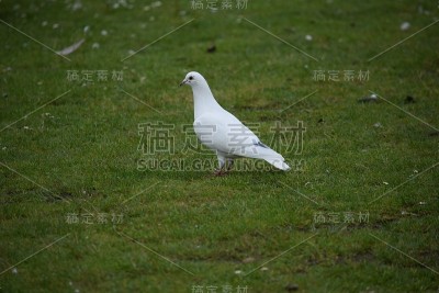怀特在那里