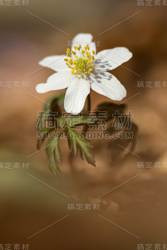 木银莲花(anemone nemorosa)生于阴木，毛茛科毛茛科的早春花。风花，针茅或嗅狐白银莲花