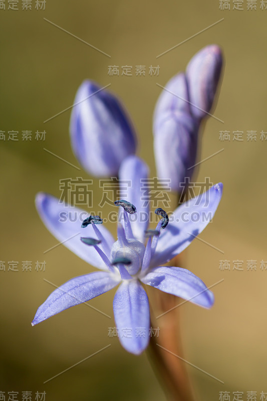 高山鹅毛笔或双叶鹅毛笔，早春紫色的花，从有两个长矛状叶子的地下球茎中生长出来，拉丁鹅毛笔