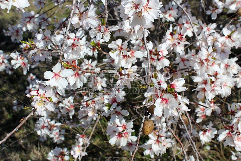 早春开花的杏树。杏仁花。杏花在博尔赫斯Blanques, Les Garrigues，莱莱达，西班牙