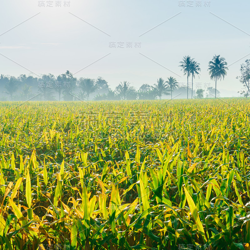 一大片玉米地，1-1的比例，早上玉米地的叶子是绿色和黄色的。