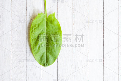 酢浆草属