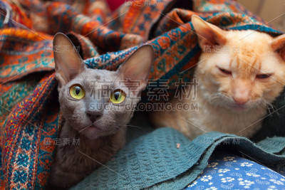 美丽的卷毛猫生气地看着镜头