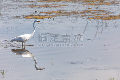 大白鹭