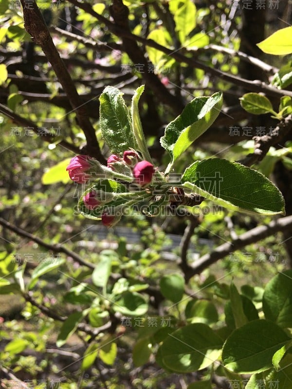 苹果公司花