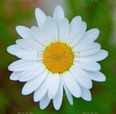 洁白的雏菊，白色的花瓣，黄色的花瓣，