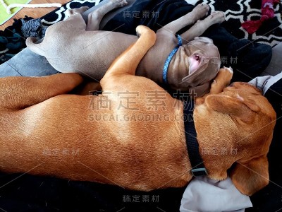 小狗拥抱3
