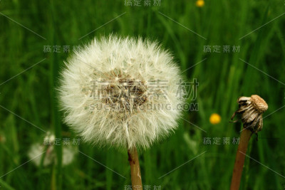 蒲公英