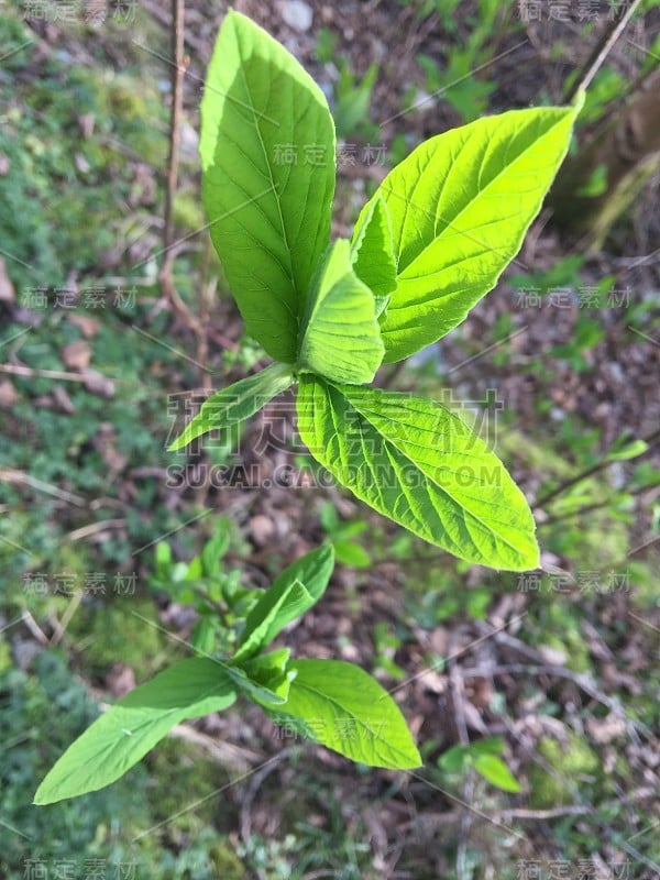 Șpring芽