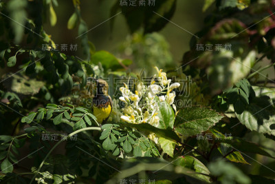 鸟和白花马萝卜树