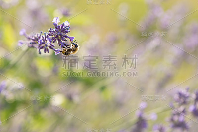 蜜蜂在模糊的背景下从薰衣草中采集蜂蜜