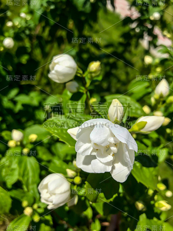 白花云雀，美丽的夏日之花