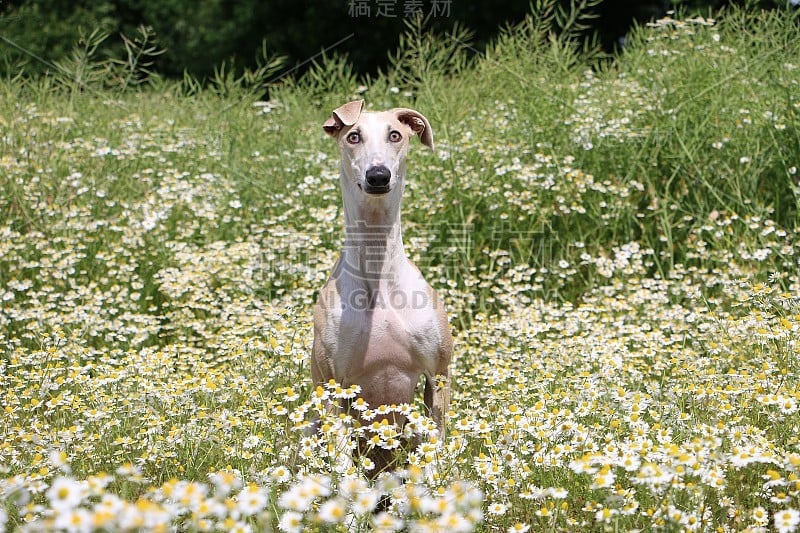 卡米尔菲尔德的风犬